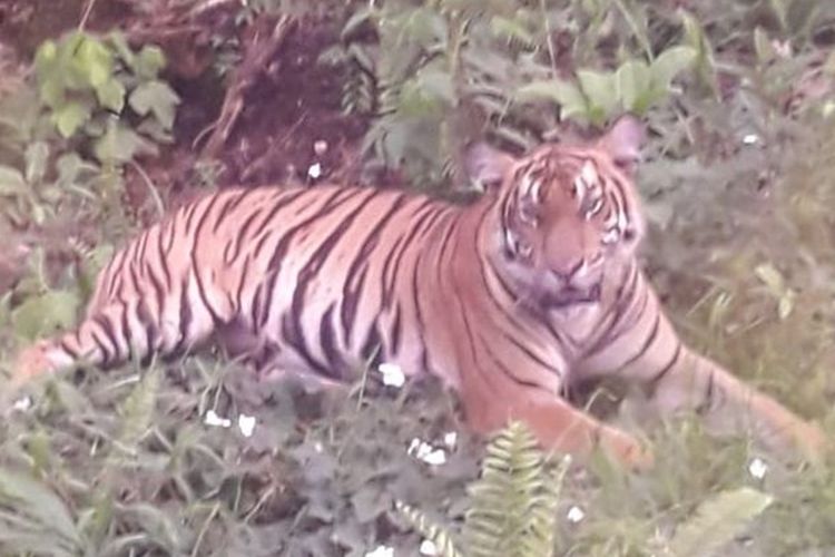 Kemunculan harimau sumatera di Desa Tanjung Simpang, Kecamatan Pelangiran, Kabupaten Inhil, Riau, Kamis (23/5/2019).