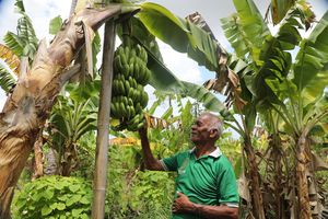Desa Baumata Jadi Kampung Reforma Agraria, Pendapatan Warga Bertambah dari Produksi Pisang