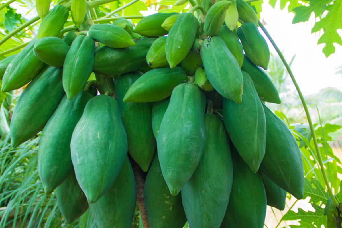 Ilustrasi tanaman pepaya di dalam pot, menanam pepaya di pot. 