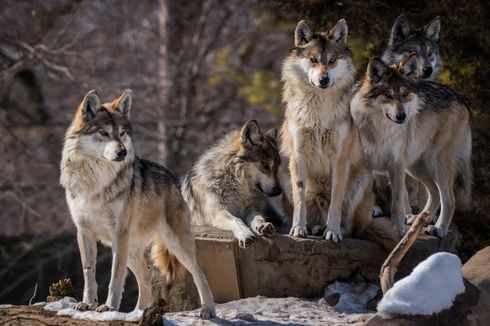 Serigala di Yellowstone Bikin Kawanan Rusa Jadi Lebih Tangguh, Kok Bisa?