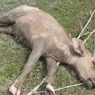 Septicaemia Epizootica, Penyebab Banyak Kerbau Mati Mendadak di Kampar Riau