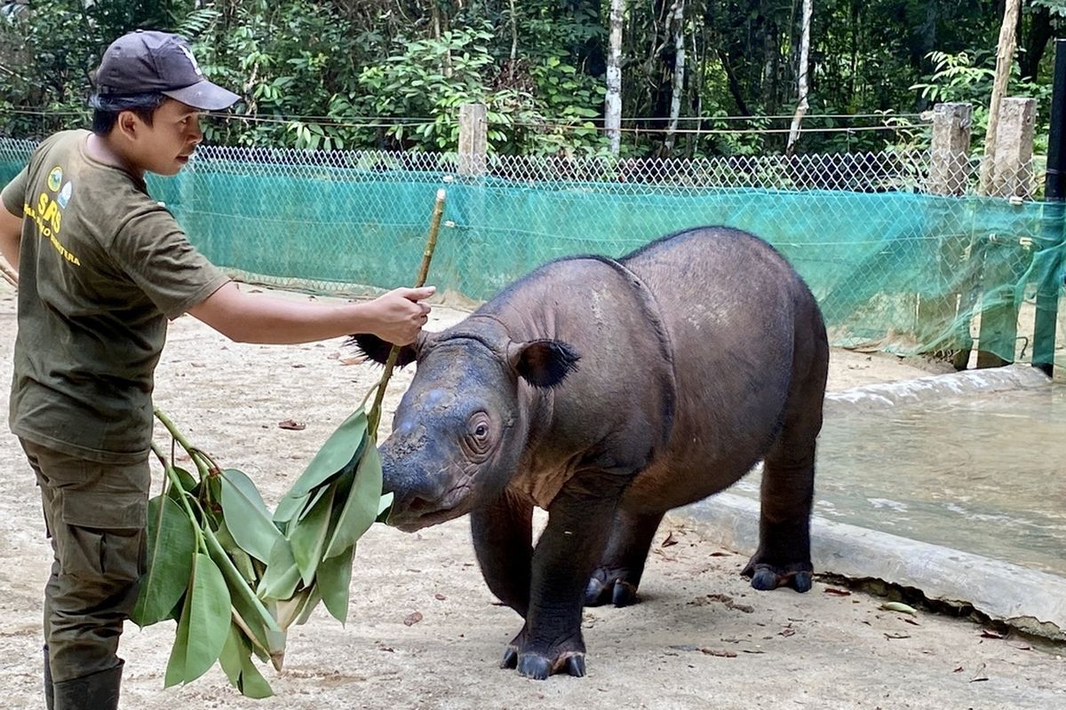 Indra, anak badak sumatera yang lahir di SRS TNWK, Minggu (16/2/2025).