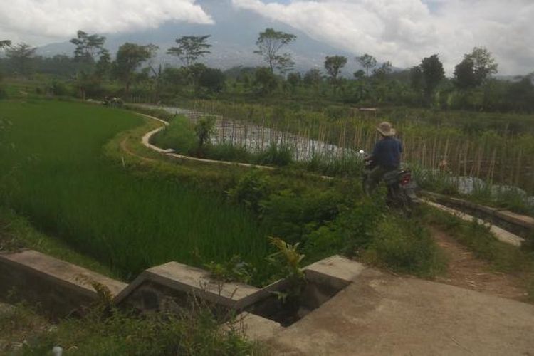 Lahan milik eks petani tembakau yang kini digunakan untuk kebun sayur di Desa Bagusan, Kecamatan Parakan, Kabupaten Temanggung, Jawa Tengah. Pasca anjloknya harga tembakau lokal, banyak petani tembakau di Temanggung yang mengalihfungsikan lahannya untuk bercocok tanam tanaman lainnya, seperti sayur maupun cabai.