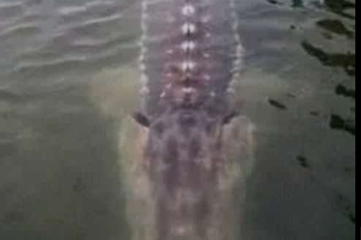 Foto penampakan ikan besar yang ramai diperbincangkan warga