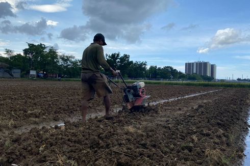 Masih Ada Petani di Jakarta Meski Nasibnya Miris: Sawah Kebanjiran dan Pendapatan Menurun