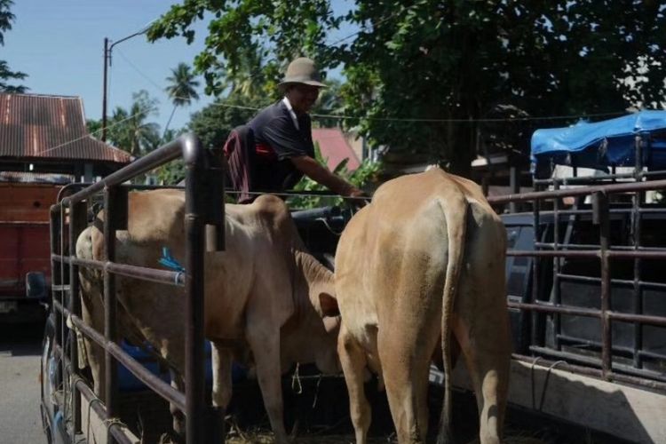 Stok Hewan Kurban di Padang Pariaman Aman Jelang Idul Adha 2026, Kasus PMK Menurun