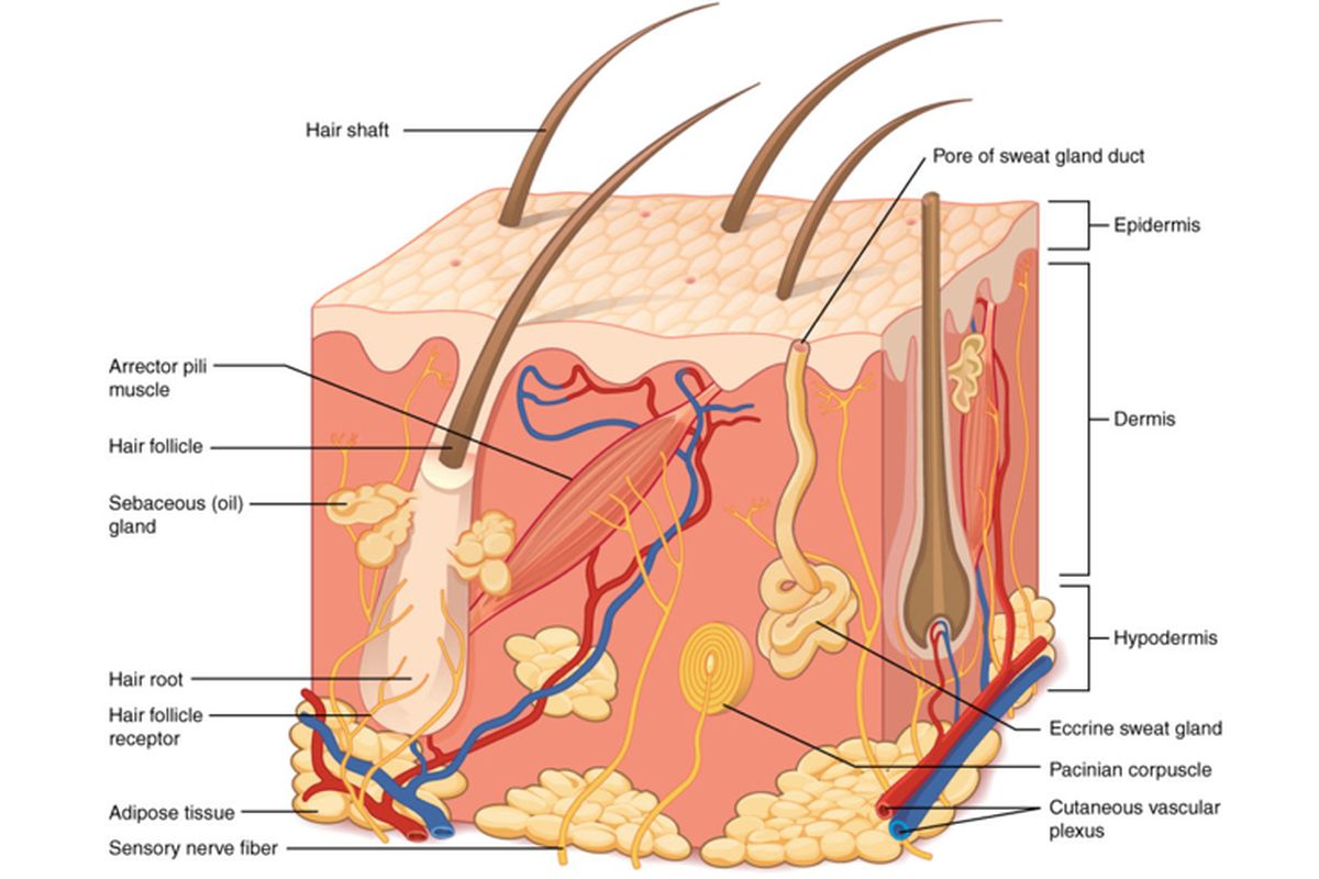 Anatomi kulit, terlihat kelenjar ekrin dan kelenjar sebaceous sebagai alat ekskresi tubuh