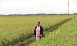 Kadis Dinas Hortikultura dan Peternakan Kalteng Bantah Kabar Food Estate Gagal Panen
