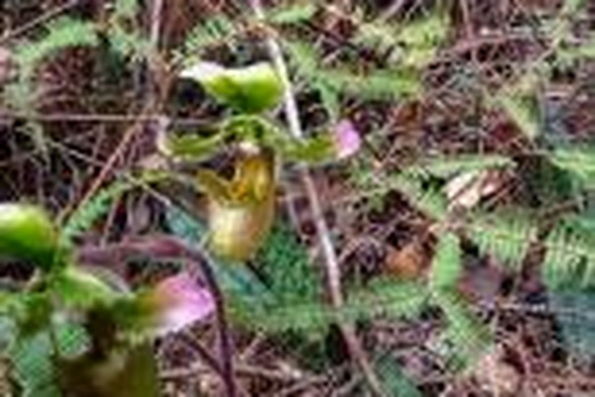 Paphiopedilum robinsonianum