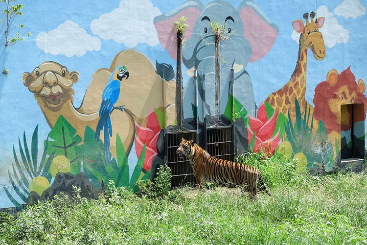 Harimau Sumatera (Panthera tigris sumatrae) di Taman Satwa Taru Jurug (TSTJ) Solo, Jawa Tengah, Sabtu (2/5/2020). Dokter hewan di TSTJ, Hammada Raudlowi menyebutan bahwa pihak pengelola TSTJ lebih intensif melakukan perawatan semua satwa dengan pemenuhan kebutuhan makanan dan tambahan multivitamin serta pembersihan kandang sselama status Kejadian Luar Biasa (KLB) Solo, untuk mematuhi anjuran pemerintah mencegah penyebaran COVID-19.