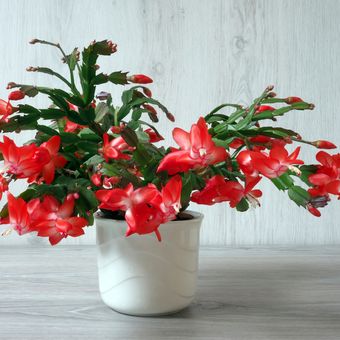 Ilustrasi tanaman hias christmas cactus. 