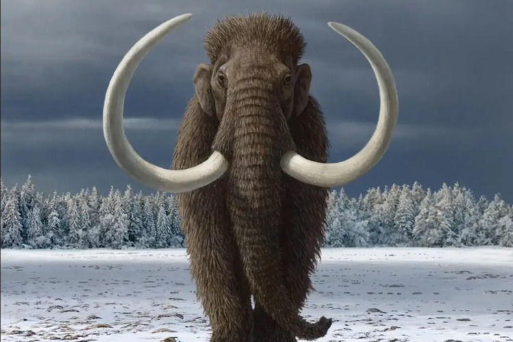 Punya Kemiripan DNA dengan Gajah Asia, Mammoth Diprediksi Akan Hidup Lagi di 2028
