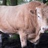 Sapi Terberat di Jambi Jadi Hewan Kurban Jokowi