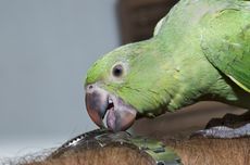 6 Cara Menghentikan Burung Peliharaan yang Suka Menggigit
