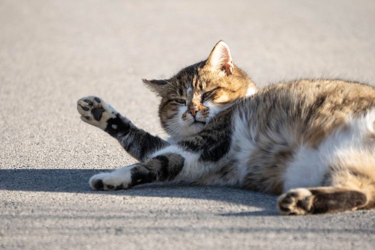 Jangan membiarkan kucing Anda jadi obesitas, karena bisa membahayakan nyawanya.