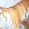 Harimau Sumatera Mati Setelah Makan Umpan Kambing Beracun, Kulit Kepala dan Taring Hilang