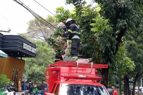 Damkar Tangsel Evakuasi Sarang Tawon Vespa di Bintaro yang Resahkan Warga