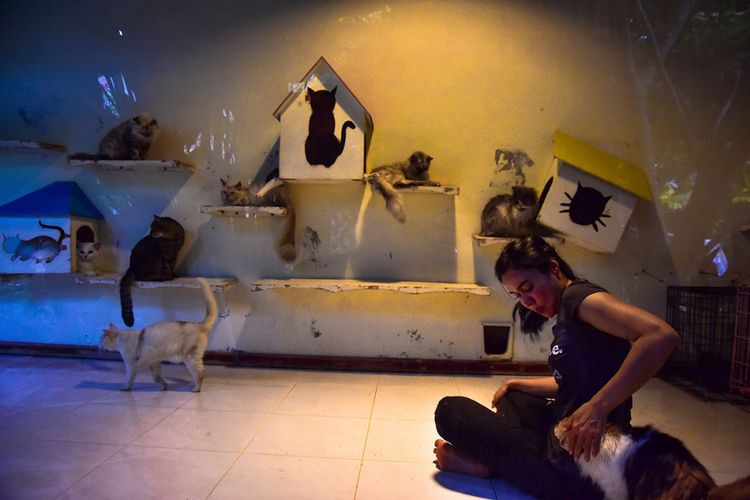 Violetta menemani kucing-kucing yang diselamatkannya di Kota Pekanbaru, Riau, Sabtu (27/1/2018). Violetta Hasan Noor secara individu melakukan gerakan menyelamatkan sekaligus mengurusi kucing-kucing telantar, termasuk mendirikan Violettas Rescue (VR) yang difungsikan sebagai tempat penampungan bagi kucing-kucing tersebut.