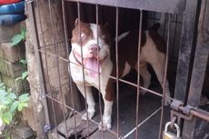 Anjing Penggigit Bocah hingga Tewas Itu Pernah Juarai Kontes