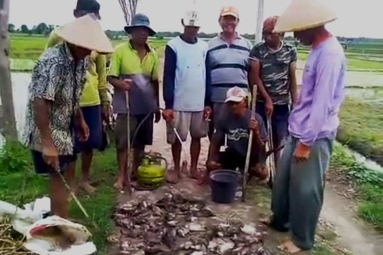 Petani di Desa Baderan  Kabupaten Ngawi memperlihatlan hasil berburu tikus yang menyerang tanakan padi baru tanam milik mereka.