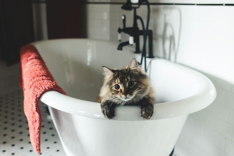 Bolehkah Memandikan Kucing Pakai Sampo Manusia?