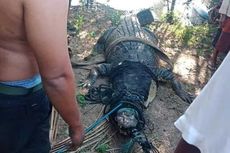 Buaya Besar Pemangsa Manusia di Pantai Lombok Tengah Ditangkap, Warga Diimbau Tetap Waspada