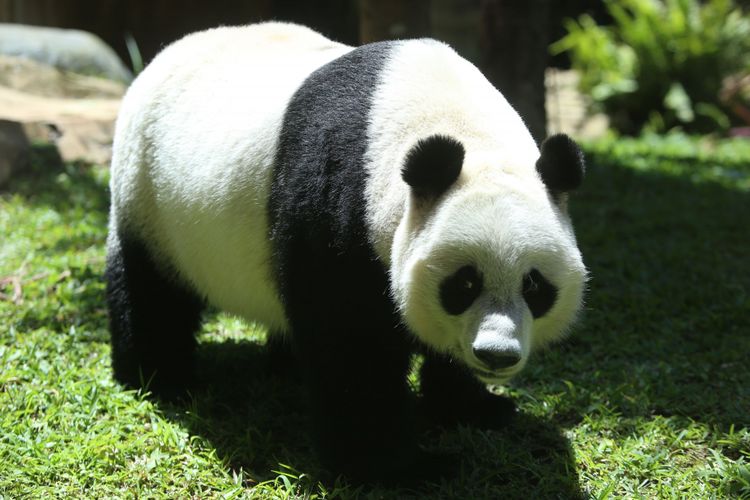 Seekor panda (Ailuropada melanoleuca) asal China diperlihatkan seusai proses karantina di Istana Panda Indonesia, Taman Safari Indonesia Bogor, Jawa Barat, Rabu (1/11/2017). Sepasang panda, Cai Tao (jantan) dan Hu Chun (betina) yang berasal dari pengembangbiakan di China Wildlife Conservation Association (CWCA) akan diperkenalkan untuk publik pada November 2017 ini