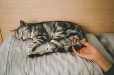 5 Cara Kucing Memaksimalkan Waktu Tidur Siangnya