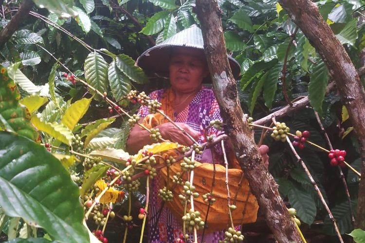 Warga di Kampung Seed Agung, Kecamatan Muting, Kabupaten Merauke, Papua, saat mengolah tanaman kopi, Jumat (22/7/2022)