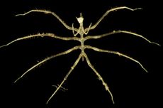 Horor Puting Beliung Sampai Bikin Bangkai Pesawat Timpa Rumah di Bogor