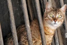 Lempar Kucing dari Balkon Apartemen, Gadis Remaja Ditangkap Polisi