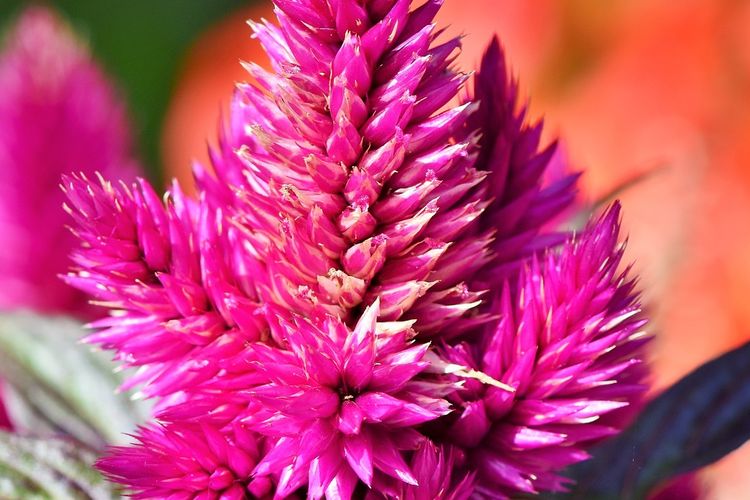 Ilustrasi bunga celosia atau bunga jengger ayam. 