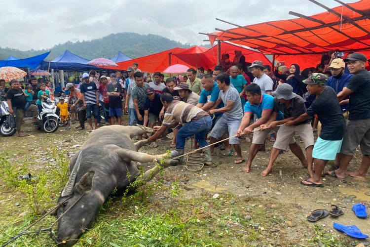 Puluhan lelaki sedang bergotong royong untuk memegang ikatan kerbau agar bisa disembelih dalam prosesi tradisi Bebantai dalam menyambut bulan suci Ramadhan, Sabtu (10/4/2021)