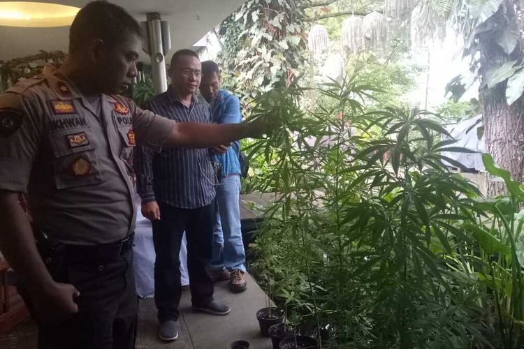 Kapolsek Cisarua Kompol Ikhwan Hariyanto tengah memeriksa tanaman ganja di Komplek Trinity Desa Cigugur Girang Kecamatan Parongpong, Kabupaten Bandung Barat, Senin (16/12/2019)