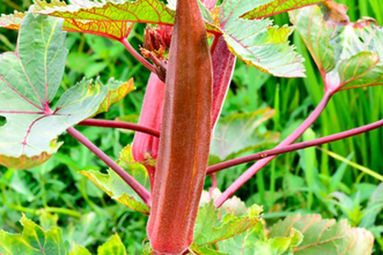 Tanaman okra merah
