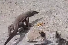 Bupati Luwu Galang Donasi saat Ngopi: 30 Menit Raup Rp 152 Juta untuk Korban Bencana Sumatera