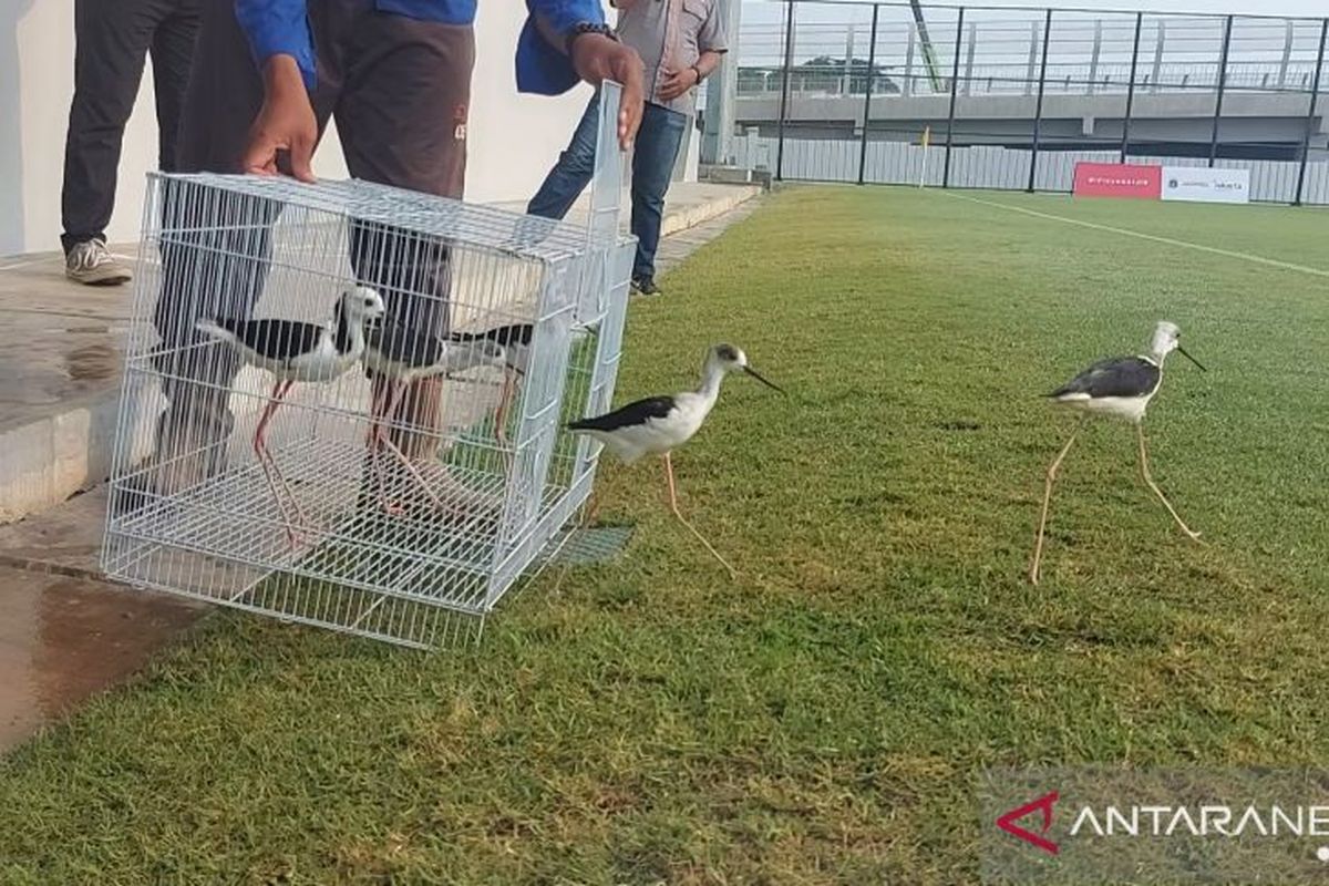 Pelepasan burung kaki bayam di atas rumput lapangan latih JIS, Jakarta Utara, Rabu (3/11/2021).