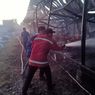 Dilalap Api Selama 3 Jam, Kandang Ayam Berisi Ribuan Ekor Ludes Terbakar, Kerugian Rp 900 Juta