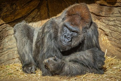 13 Gorila Positif Covid-19 di Kebun Binatang AS, Orangutan dan Harimau Sumatera Akan Divaksin
