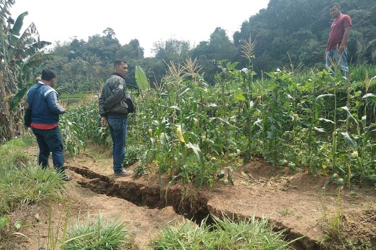 Kondisi retakan tanah yang merusak areal pesawahan di Kabupaten Cianjur, Jawa Barat dan mengancam tanaman padi seluas 45 hektar mengalami gagal panen.