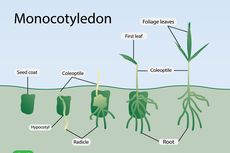 Tumbuhan Monokotil dan Dikotil: Ciri, Contoh dan Perbedaannya