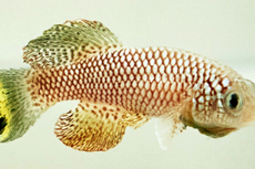 Adaptasi Ikan Killfish Bertahan di Kekeringan Berbulan-bulan