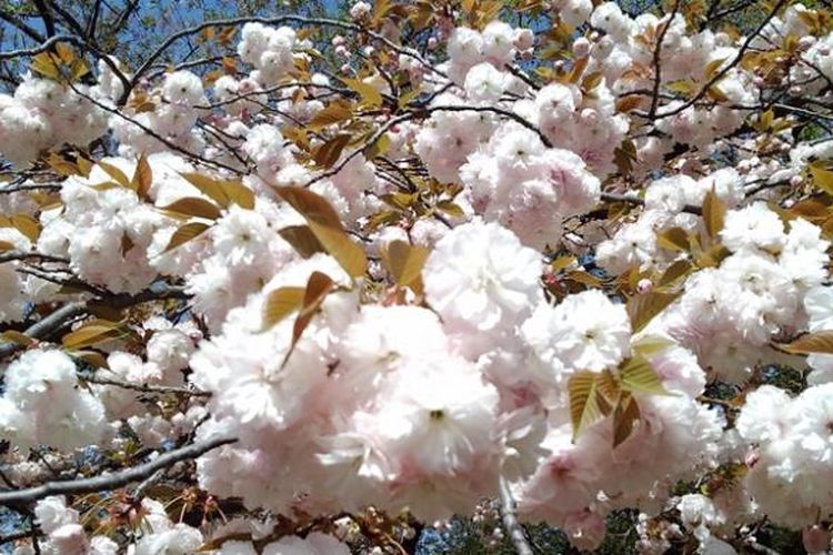 Download 70 Gambar Pemandangan Bunga Sakura Yg Indah Hd