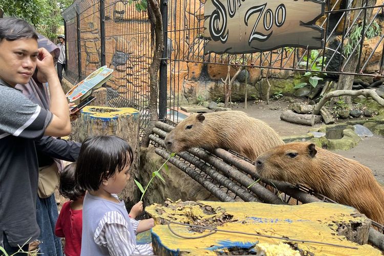 24 Orang Perebutkan 3 Posisi Direksi Kebun Binatang Surabaya