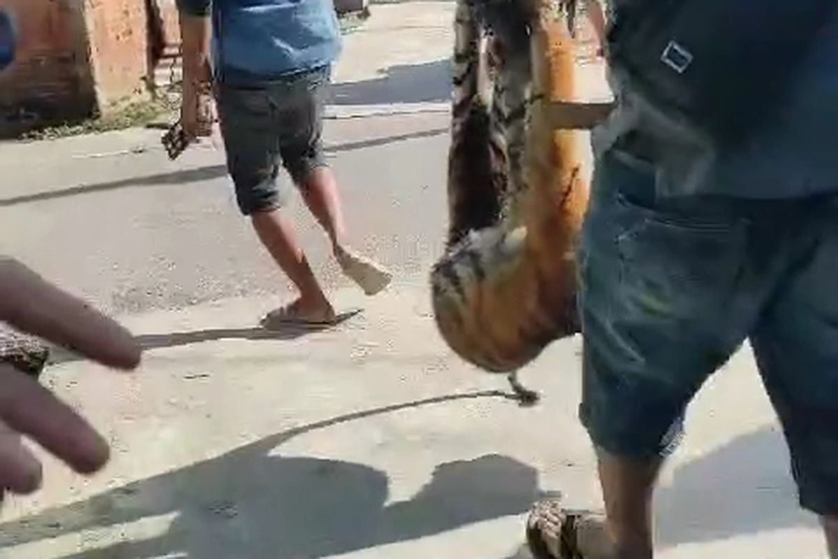 Tangkapan layar video yang viral memperlihatkan seorang pria tersenyum lebar saat membawa bangkai anakan harimau dengan keempat kaki diikat di sebatang kayu di pundaknya bersama rekannya saat melintasi warga yang melihat dari pinggir jalan