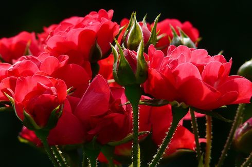 Kenapa Bunga Mawar Merah Identik dengan Hari Valentine? Ini Sejarahnya