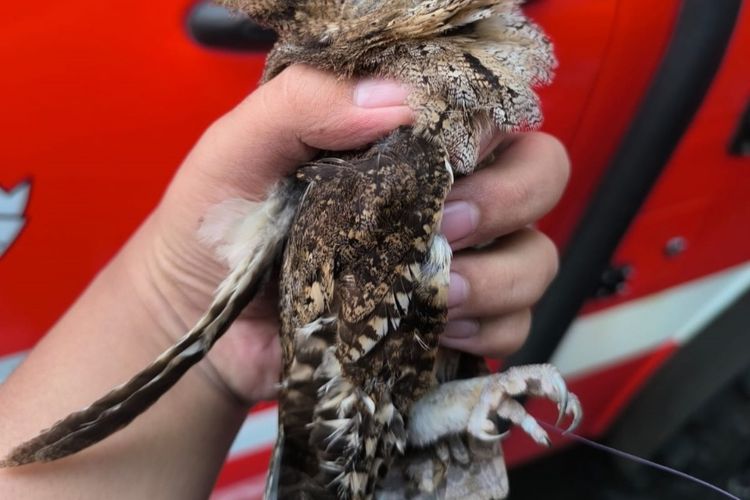 Petugas Unit Pelaksana Teknis (UPT) Pemadam Kebakaran (Damkar) Kota Malang menyelamatkan seekor burung hantu dari lilitan senar layangan.