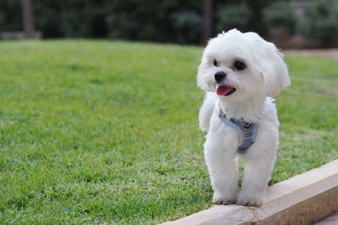 4 Penyakit Anjing Maltese yang Paling Umum