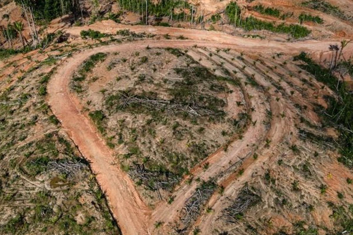 Hutan primer Papua kini mulai beralih fungsi menjadi kebun kelapa sawit. Foto diambil tahun 2018.