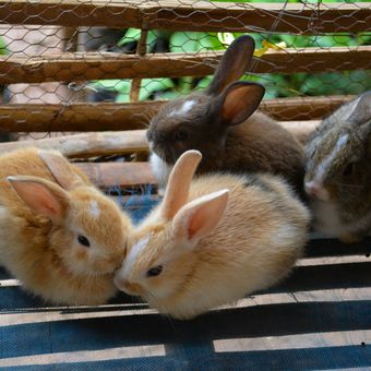 Jika sedang mencari tahu cara merawat kelinci, pertimbangkan pula jenis mangkuk makanan dan air yang ditaruh di kandang kelinci.